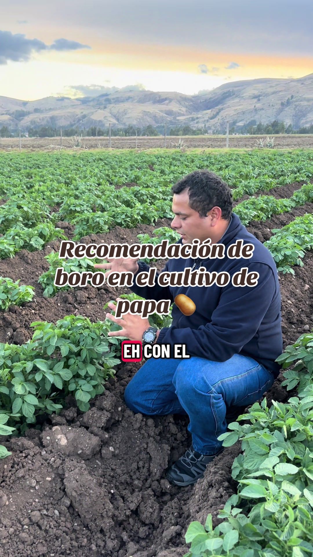 Aplicación de boro en papa