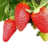 Fresa